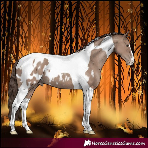 Horse Color:Classic Champagne Tobiano Near Leopard 