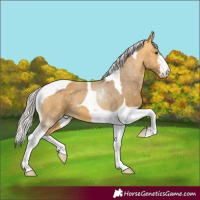 Horse Color:Silver Buckskin Tobiano Appaloosa 