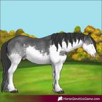 Horse Color:Black Sabino Splash