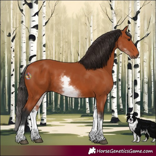 Horse Color:White Spotted Bay 