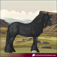 Horse Color:Black 