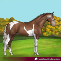 Horse Color:Gray Silver Black Pearl Tobiano 