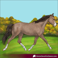 Horse Color:Classic Champagne