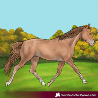 Horse Color:Gold Champagne
