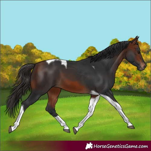 Horse Color:Bay Tobiano