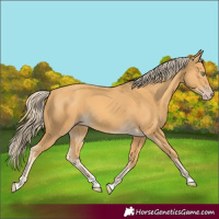 Horse Color:Gold Cream Champagne