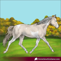 Horse Color:Smoky Creme Tobiano