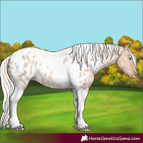 Horse Color:Silver Amber Champagne Ice Dun Tobiano Appaloosa Rabicano 