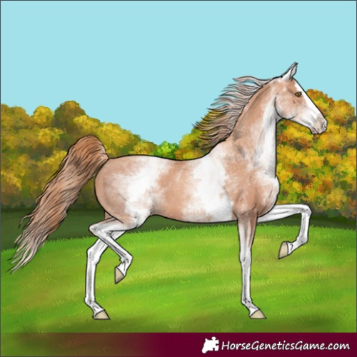 Horse Color:White Spotted Gold Champagne Splash 