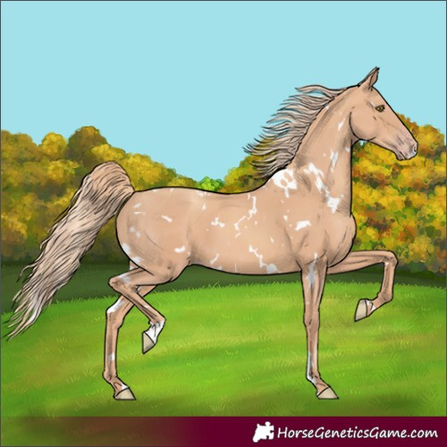 Horse Color:White Spotted Gold Champagne 