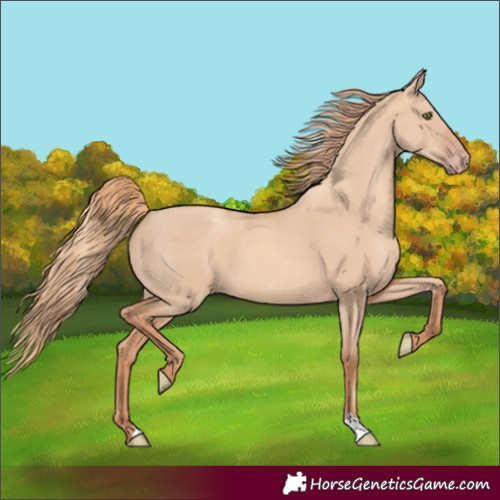Horse Color:Gold Champagne Dun 