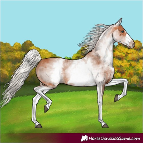 Horse Color:White Spotted Silver Bay Frame 