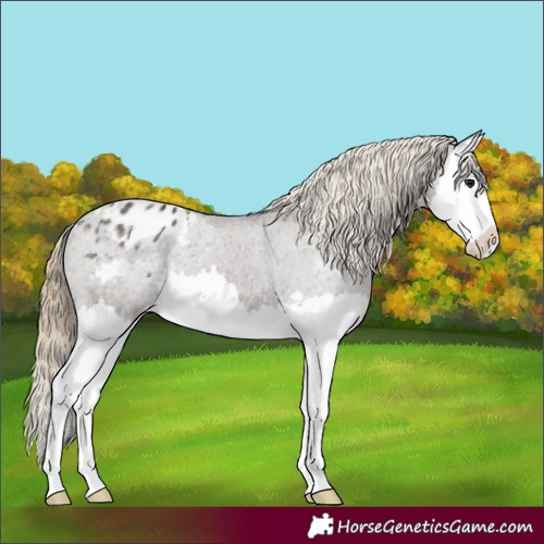 Horse Color:Smoky Grullo Splash Appaloosa 