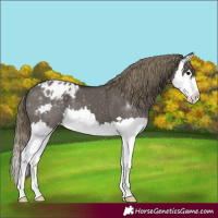 Horse Color:Smoky Grullo Splash Appaloosa 