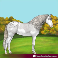 Horse Color:Smoky Grullo Splash Appaloosa 