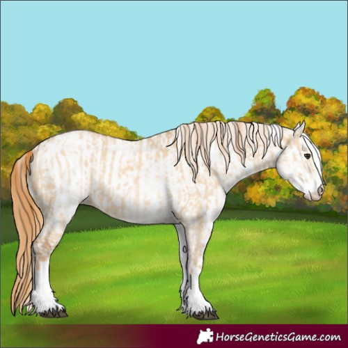 Horse Color:White Spotted Red Dun Rabicano and White Spotted Red Dun Near Leopard Rabicano