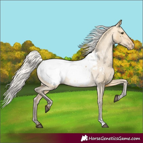 Horse Color:Silver Buckskin Dun Snowcap 