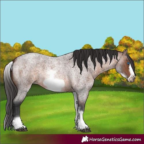 Horse Color:White Spotted Brown Roan Frame 