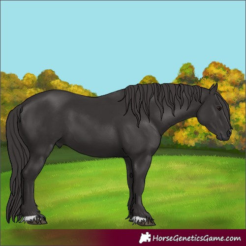 Horse Color:Smoky Black 