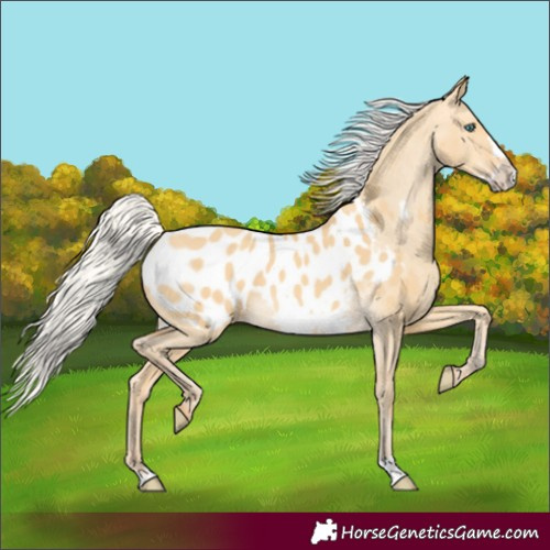 Horse Color:Silver Amber Cream Champagne Dun Frame Appaloosa 