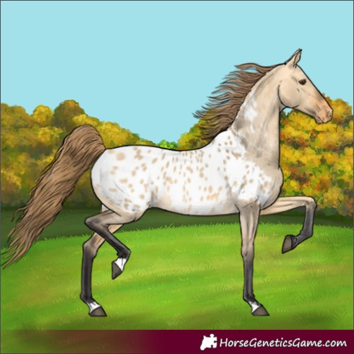 Horse Color:Buckskin Dun Appaloosa 