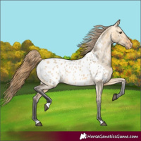 Horse Color:Buckskin Dun Near Leopard