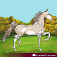 Horse Color:Buckskin Splash Frame Appaloosa