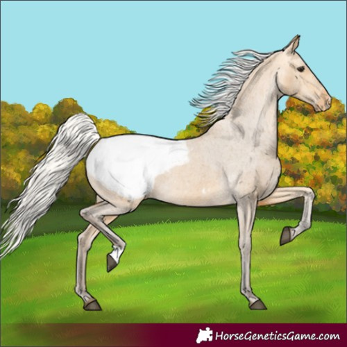 Horse Color:Silver Buckskin Snowcap 
