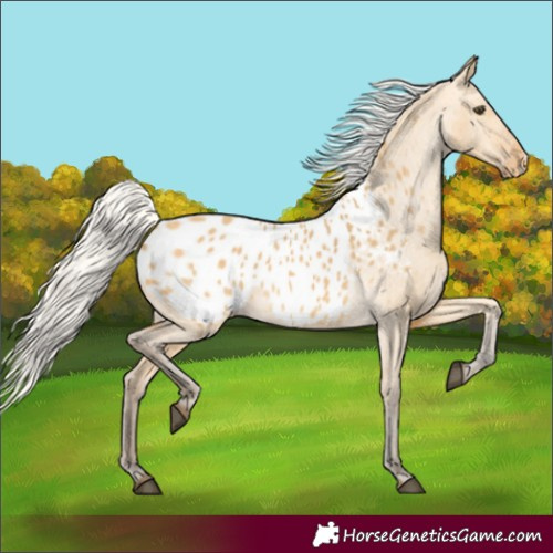 Horse Color:Silver Buckskin Dun Blanket 