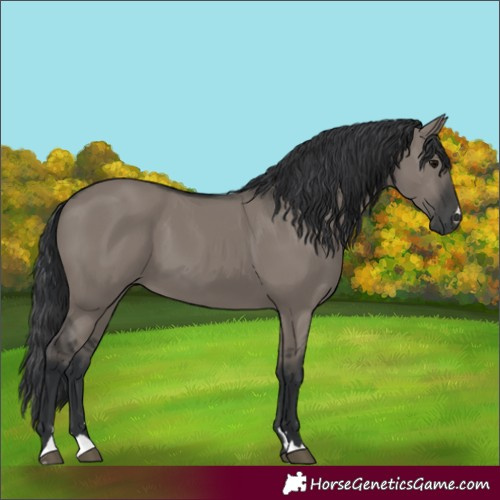 Horse Color:Grullo