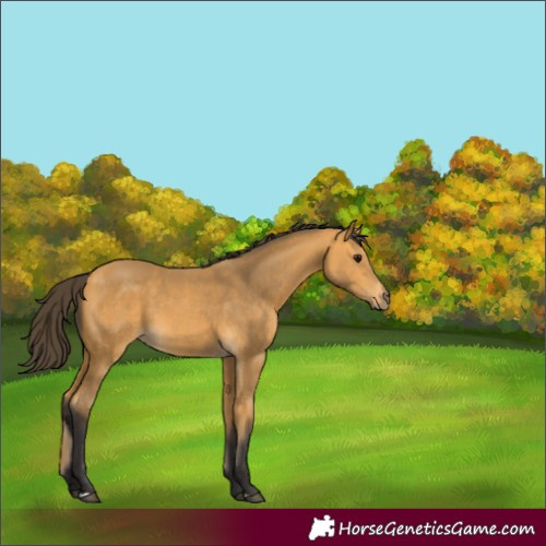Horse Color:Buckskin 