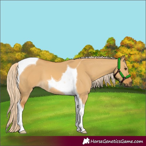 Horse Color:Palomino Dun Tobiano 