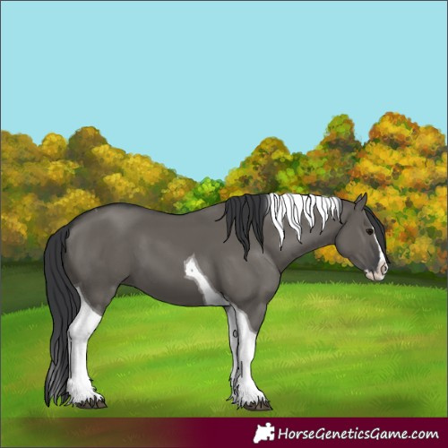 Horse Color:Grullo Splash Tobiano 