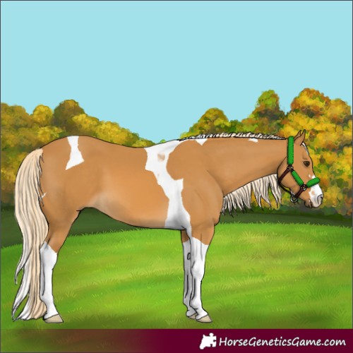 Horse Color:Palomino Tobiano