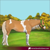 Horse Color:Palomino Tobiano