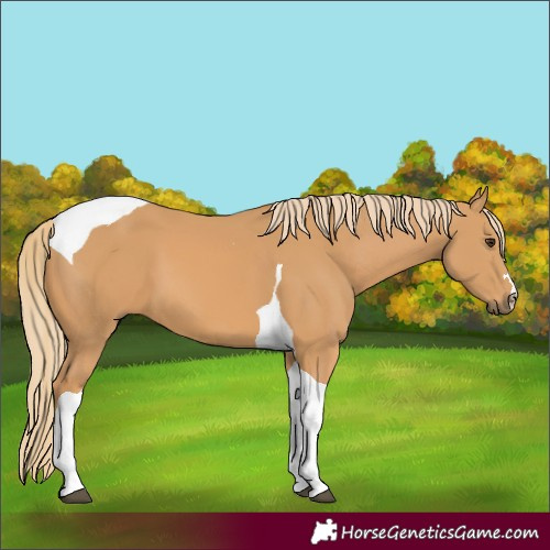 Horse Color:Chestnut Tobiano 
