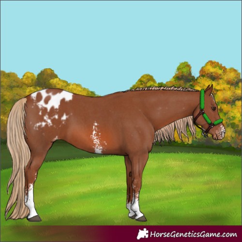 Horse Color:Chestnut Sabino Blanket