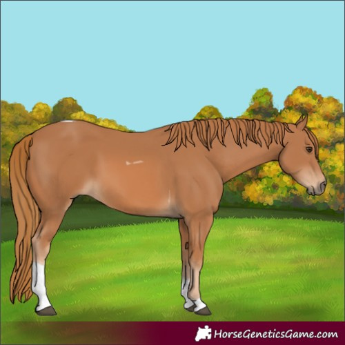 Horse Color:Chestnut Tobiano 