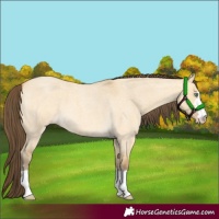 Horse Color:Amber Cream Champagne Roan Dun 