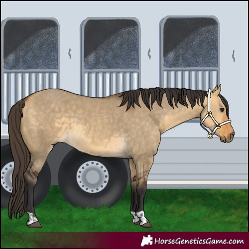 Horse Color:Buckskin Dun  and Buckskin Dun 