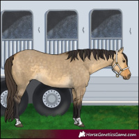 Horse Color:Buckskin Dun  and Buckskin Dun 
