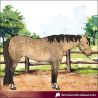 Horse Color:Buckskin Dun  and Buckskin Dun 