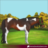 Horse Color:Bay Tobiano