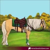 Horse Color:Palomino Tobiano