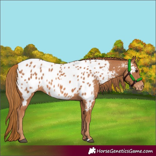 Horse Color:Chestnut Blanket 