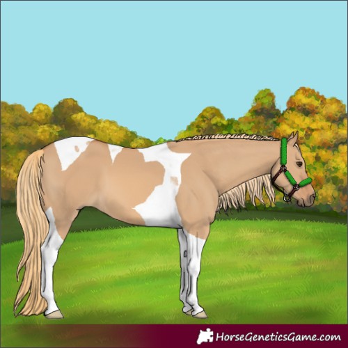 Horse Color:Red Dun Tobiano 