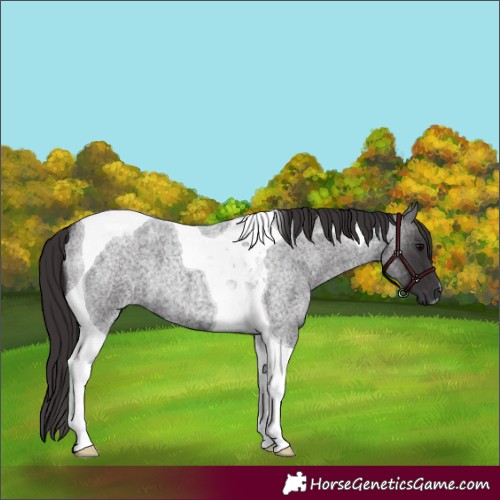Horse Color:Smoky Blue Roan Tobiano 