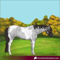 Horse Color:Smoky Blue Roan Tobiano