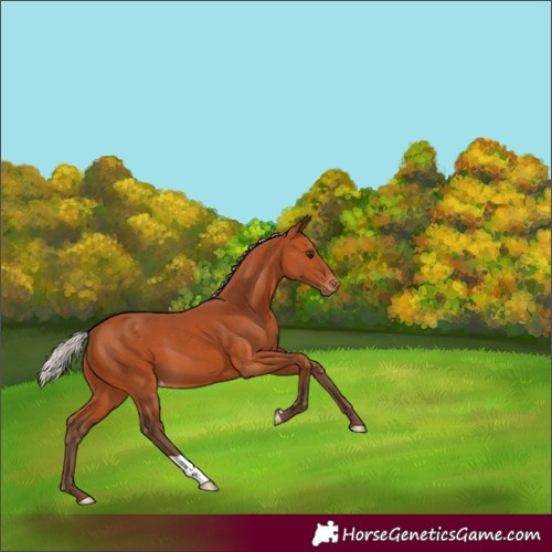 Horse Color:Silver Bay Varnish 