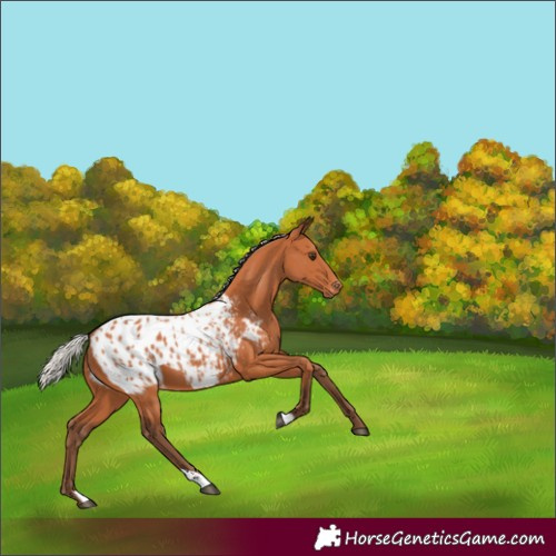 Horse Color:Silver Bay Blanket 